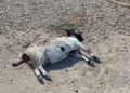 Capretta ferita a terra dopo l'attacco di un branco di cani randagi in campagna a Frigintini, Modica