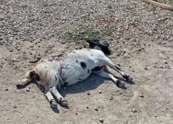 Capretta ferita a terra dopo l'attacco di un branco di cani randagi in campagna a Frigintini, Modica