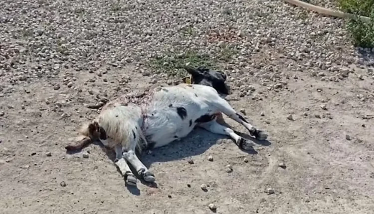 Capretta ferita a terra dopo l'attacco di un branco di cani randagi in campagna a Frigintini, Modica