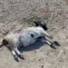 Capretta ferita a terra dopo l'attacco di un branco di cani randagi in campagna a Frigintini, Modica