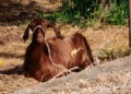 Capretta di manto marrone legata con una corda, accucciata a terra su terreno arido e sassoso al sole