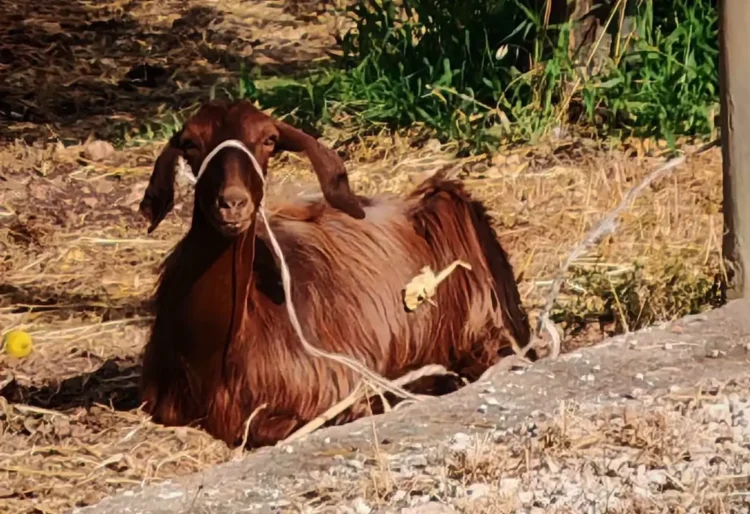 Capretta di manto marrone legata con una corda, accucciata a terra su terreno arido e sassoso al sole