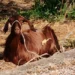 Capretta di manto marrone legata con una corda, accucciata a terra su terreno arido e sassoso al sole