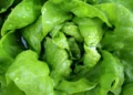 Cespo di lattuga verde con gocce d'acqua sulle foglie, prodotto fresco associato al focolaio di ciclosporiasi negli Usa.