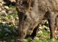 Cinghiale adulto in primo piano mentre bruca erba tra le pietre, in un'area rurale
