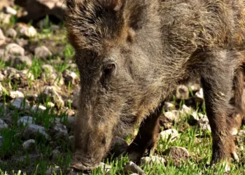 Cinghiale adulto in primo piano mentre bruca erba tra le pietre, in un'area rurale