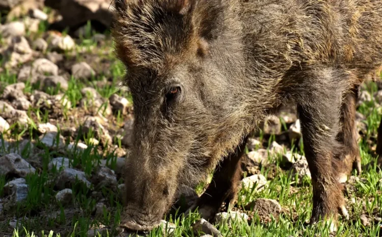 Cinghiale adulto in primo piano mentre bruca erba tra le pietre, in un'area rurale
