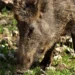 Cinghiale adulto in primo piano mentre bruca erba tra le pietre, in un'area rurale