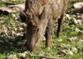 Un cinghiale adulto con il muso chino a terra tra erba rada e sassi bianchi, ripreso in primo piano dall'alto