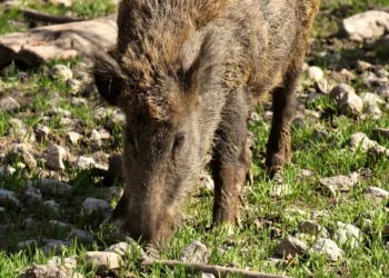 Un cinghiale adulto con il muso chino a terra tra erba rada e sassi bianchi, ripreso in primo piano dall'alto