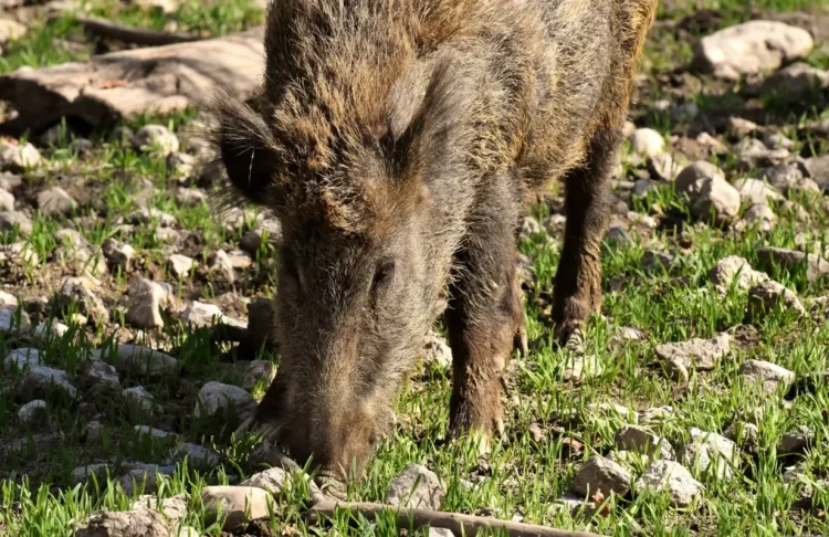 Un cinghiale adulto con il muso chino a terra tra erba rada e sassi bianchi, ripreso in primo piano dall'alto
