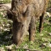 Un cinghiale adulto con il muso chino a terra tra erba rada e sassi bianchi, ripreso in primo piano dall'alto