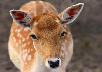 Primo piano di un daino dal manto maculato, orecchie alzate, mentre guarda dritto verso l'obiettivo