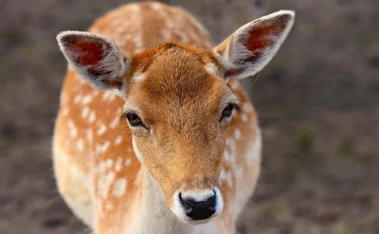Primo piano di un daino dal manto maculato, orecchie alzate, mentre guarda dritto verso l'obiettivo