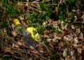 Bottiglia di plastica abbandonata tra foglie secche, erbacce e vegetazione in un'aiuola