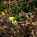 Bottiglia di plastica abbandonata tra foglie secche, erbacce e vegetazione in un'aiuola