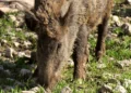 Un cinghiale adulto pascola tra erba e pietre, con il muso a terra in cerca di cibo