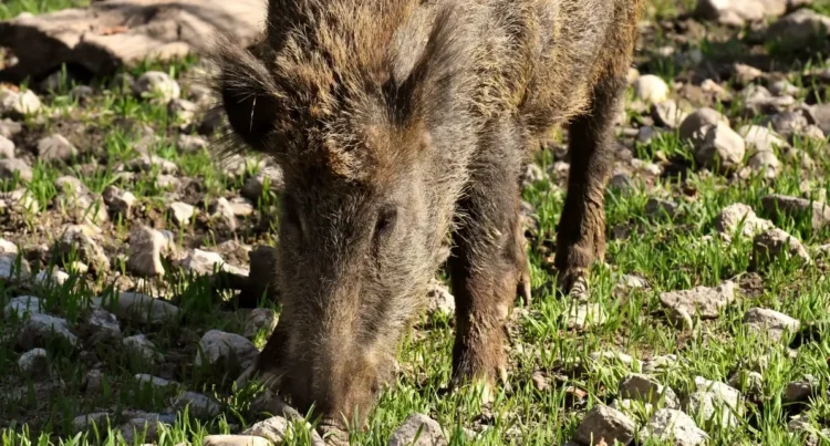 Un cinghiale adulto pascola tra erba e pietre, con il muso a terra in cerca di cibo