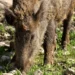 Un cinghiale adulto pascola tra erba e pietre, con il muso a terra in cerca di cibo