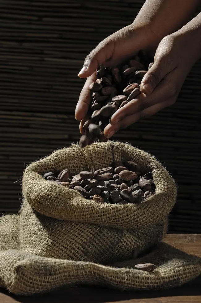 Mani che versano fave di cacao tostate in un sacco di iuta su piano in legno, con sfondo scuro