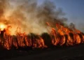 Incendio di vegetazione con alte fiamme e una colonna di fumo scuro