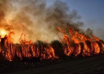 Incendio di vegetazione con alte fiamme e una colonna di fumo scuro