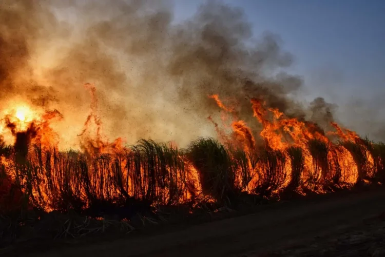 Incendio di vegetazione con alte fiamme e una colonna di fumo scuro