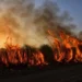 Incendio di vegetazione con alte fiamme e una colonna di fumo scuro