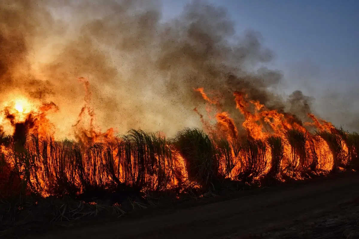 Incendio di vegetazione con alte fiamme e una colonna di fumo scuro