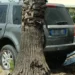 Suv Land Rover incidentato contro una palma lungo la statale 115 a Vittoria, cartello stradale divelto sullo sfondo