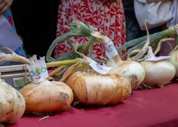 Cipolle di Giarratana a bulbo piatto allineate su un tavolo con tovaglia rossa durante la sagra, con cartellini identificativi dei produttori.