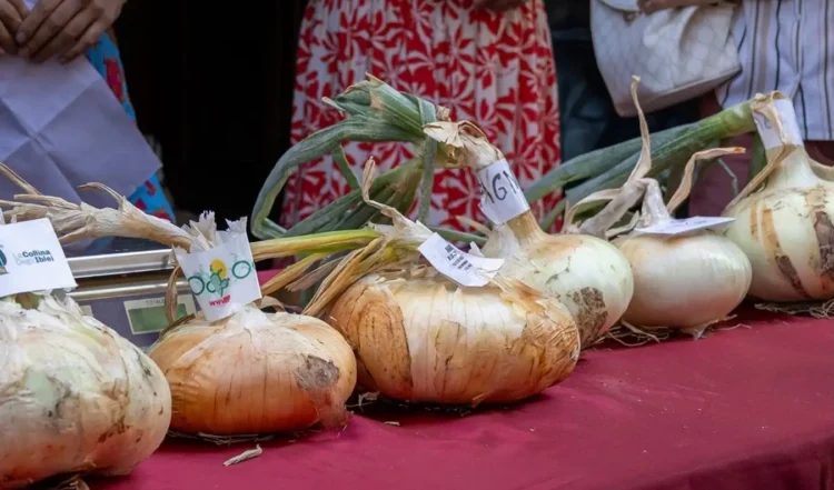Cipolle di Giarratana a bulbo piatto allineate su un tavolo con tovaglia rossa durante la sagra, con cartellini identificativi dei produttori.