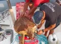 Due volontari della Protezione Civile liberano una tartaruga Caretta caretta dalle corde in cui era intrappolata, a bordo di un mezzo nautico.
