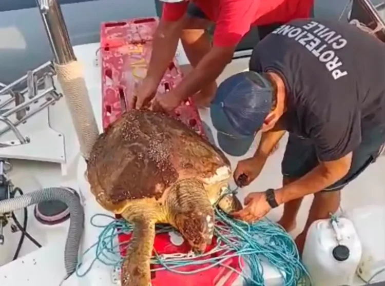 Due volontari della Protezione Civile liberano una tartaruga Caretta caretta dalle corde in cui era intrappolata, a bordo di un mezzo nautico.