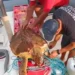 Due volontari della Protezione Civile liberano una tartaruga Caretta caretta dalle corde in cui era intrappolata, a bordo di un mezzo nautico.