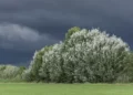 Cielo scuro con nuvole temporalesche su una distesa verde e alberi in fiore, paesaggio rurale siciliano