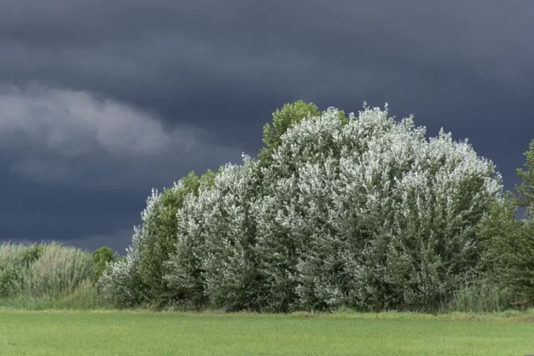 Cielo scuro con nuvole temporalesche su una distesa verde e alberi in fiore, paesaggio rurale siciliano
