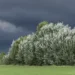 Cielo scuro con nuvole temporalesche su una distesa verde e alberi in fiore, paesaggio rurale siciliano