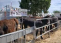 Asini ragusani dal mantello scuro nei recinti su paglia della Fam di Ragusa 2026, sotto lo striscione Asino ragusano