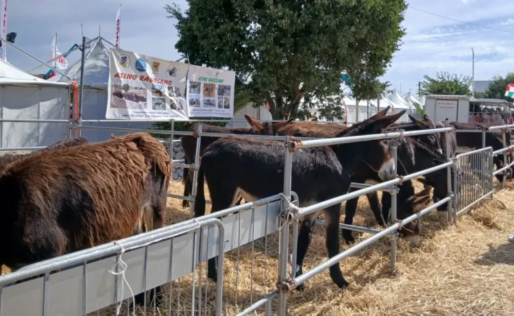 Asini ragusani dal mantello scuro nei recinti su paglia della Fam di Ragusa 2026, sotto lo striscione Asino ragusano