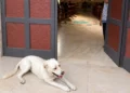 Cane randagio disteso davanti all'ingresso della chiesa a Vittoria durante il funerale