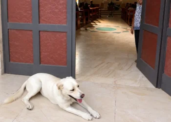 Cane randagio disteso davanti all'ingresso della chiesa a Vittoria durante il funerale