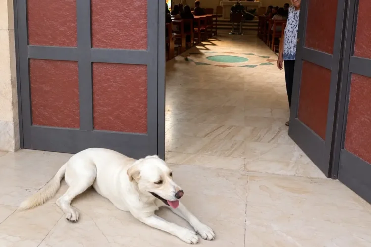 Cane randagio disteso davanti all'ingresso della chiesa a Vittoria durante il funerale
