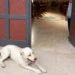 Cane randagio disteso davanti all'ingresso della chiesa a Vittoria durante il funerale