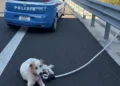 Cane bianco e marrone legato con una fune accanto a un'auto della Polizia sulla corsia d'emergenza dell'autostrada