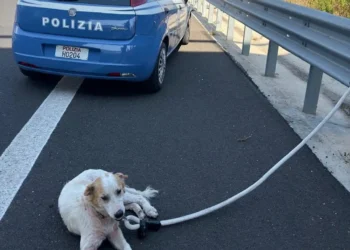 Cane bianco e marrone legato con una fune accanto a un'auto della Polizia sulla corsia d'emergenza dell'autostrada