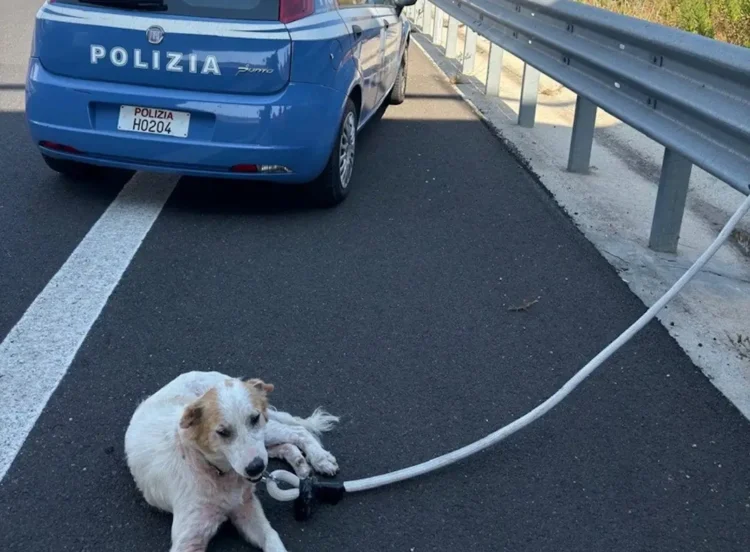 Cane bianco e marrone legato con una fune accanto a un'auto della Polizia sulla corsia d'emergenza dell'autostrada
