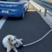 Cane bianco e marrone legato con una fune accanto a un'auto della Polizia sulla corsia d'emergenza dell'autostrada