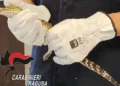 Mani con guanti da lavoro bianchi tengono un piccolo coccodrillo sequestrato a Santa Croce Camerina, con logo Carabinieri Ragusa