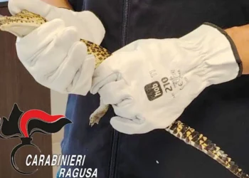 Mani con guanti da lavoro bianchi tengono un piccolo coccodrillo sequestrato a Santa Croce Camerina, con logo Carabinieri Ragusa